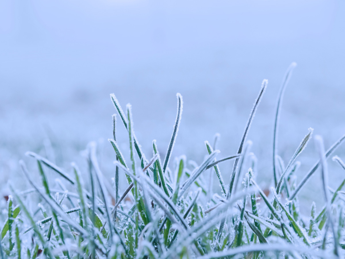 A greening Alberta lawn in early spring with melting snow in the background